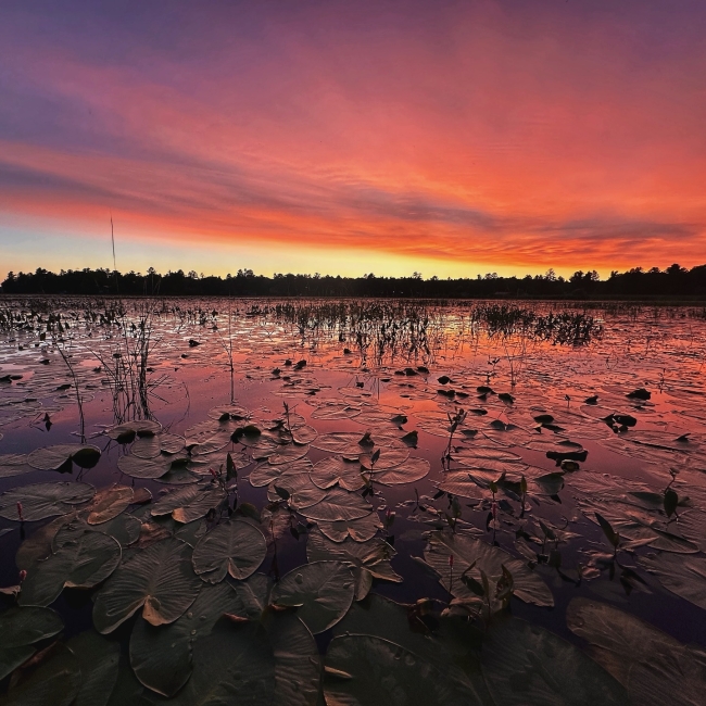 Reminder that we will be closed this Monday for Labour Day. Have a safe and sun filled weekend, everyone. 

📸 - Lily pads at Little Bald lake